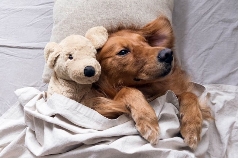 Golden Retriever Cinsi