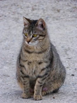 hamile kedi