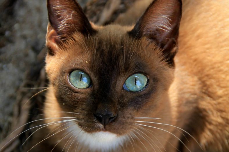 Havana Brown Kedi Cinsi