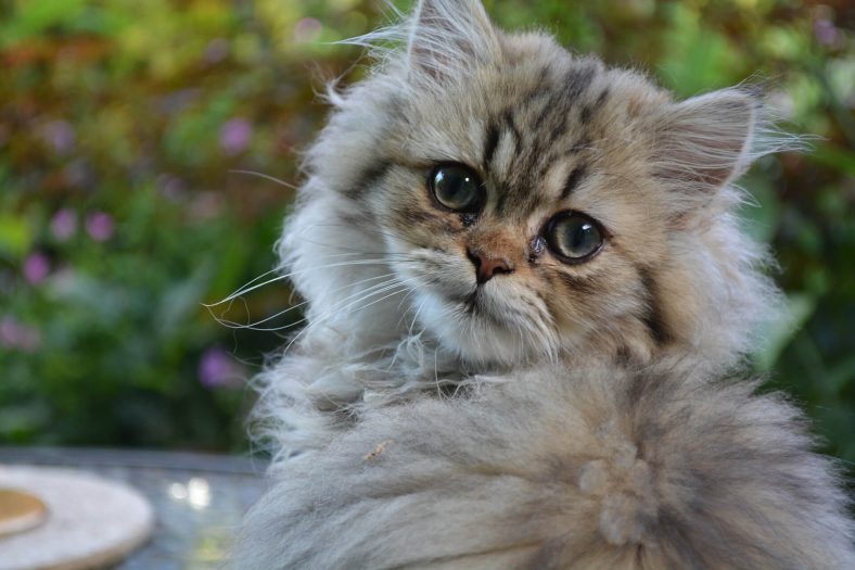 İran (Persian) Fars Kedi Cinsi