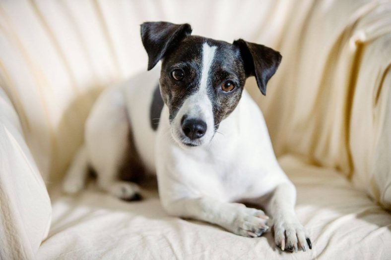 Jack Russell Terrier Cinsi