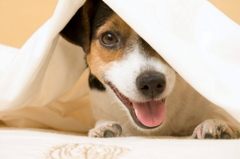 Jack Russell Terrier Köpek