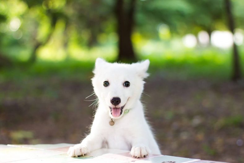 Japon Spitz