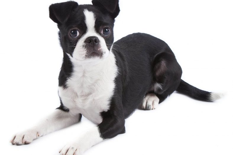 Japonya Terrier