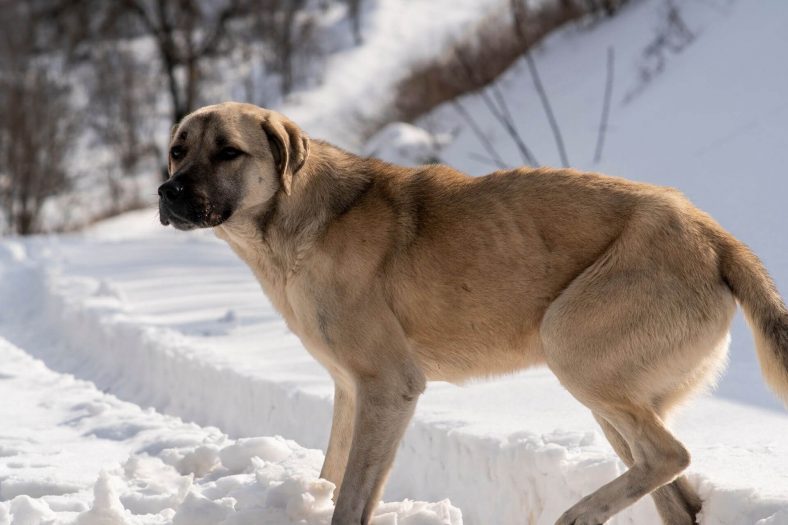 kangal kopek