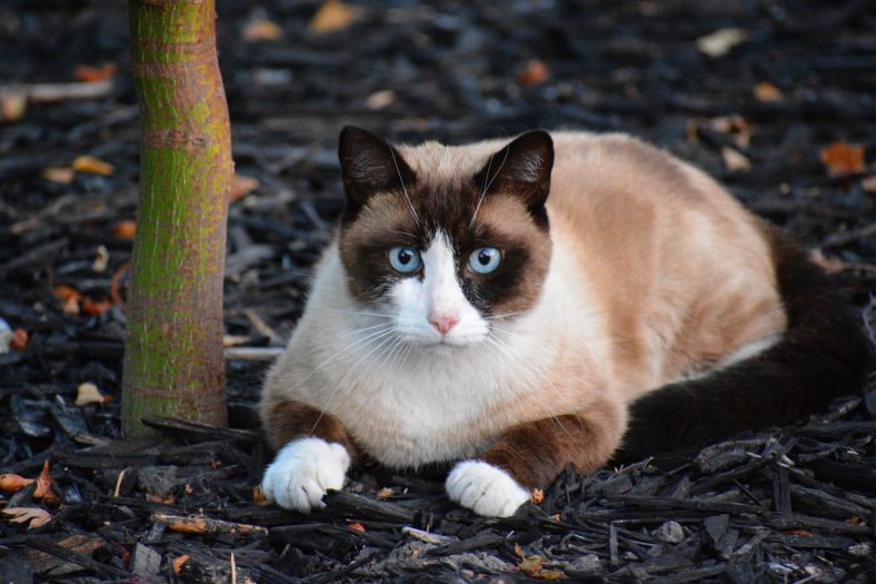 Karayak (Snowshoe) Kedi Cinsi