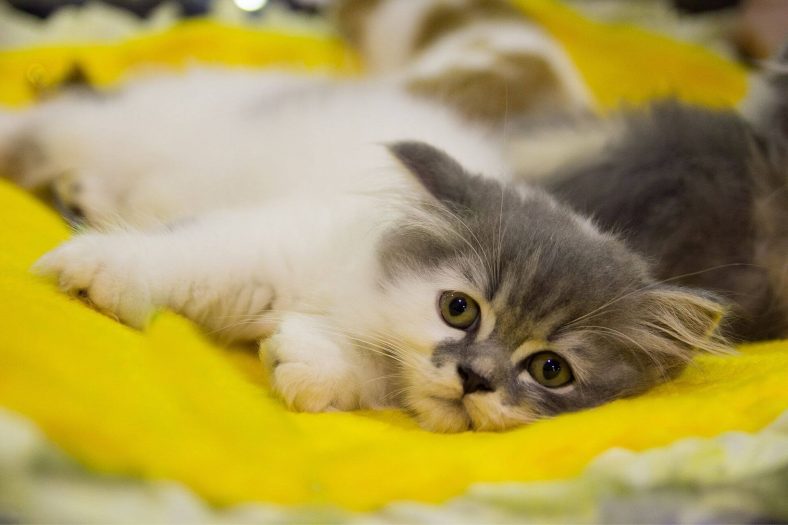 kedi cisi kokusu nasil cikar