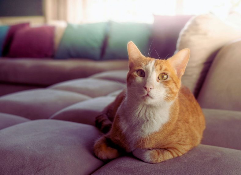 Kedi işyağı koltuktan nasıl temizlenir?