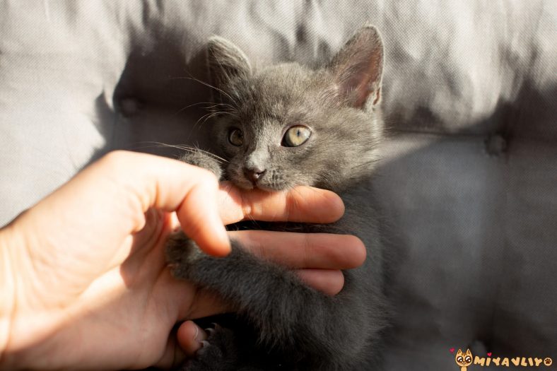 kedi isirigina ne iyi gelir