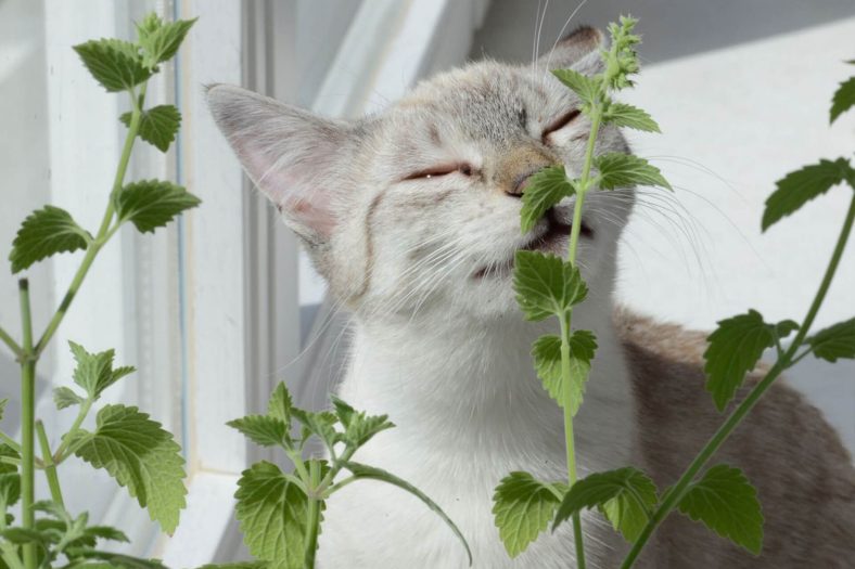 Cat Mint nasıl kullanılır?