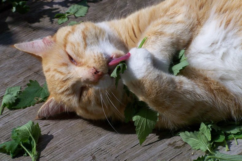 Cat Mint ne yapar?