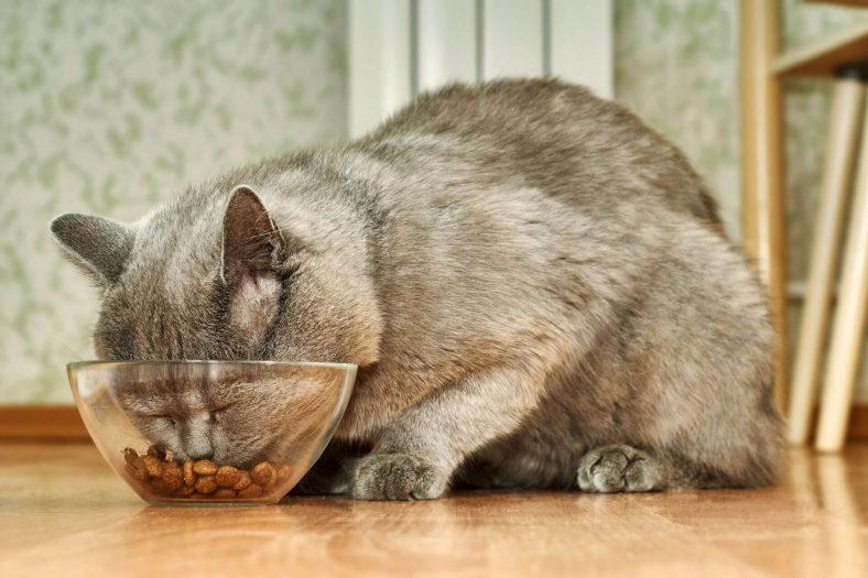 kisir mamasi ni normal kedi yerse ne olur