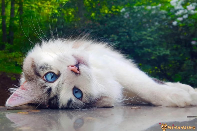 Komik kadın kedi isimleri