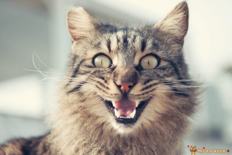 komik erkek kedi isimleri