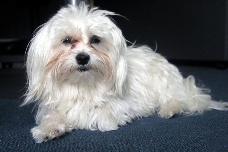 Malta terrier ırkları