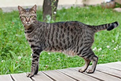 Mısır Kedisi Egyptian Mau Cinsi