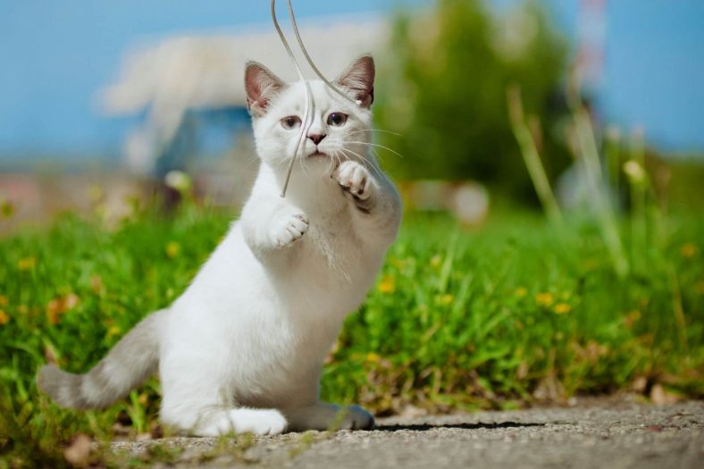 Munchkin Cat: Küçük Kedi Tipi