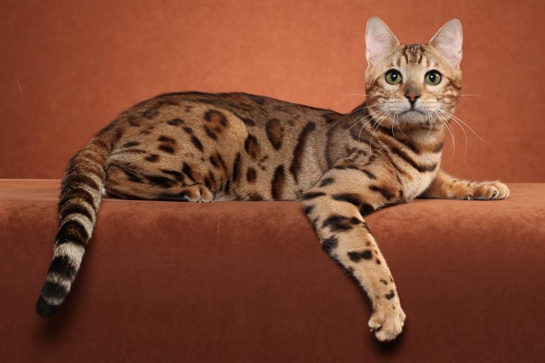 Ocicat Kedi Cinsi