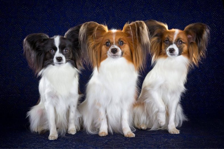 Papillon ırkları