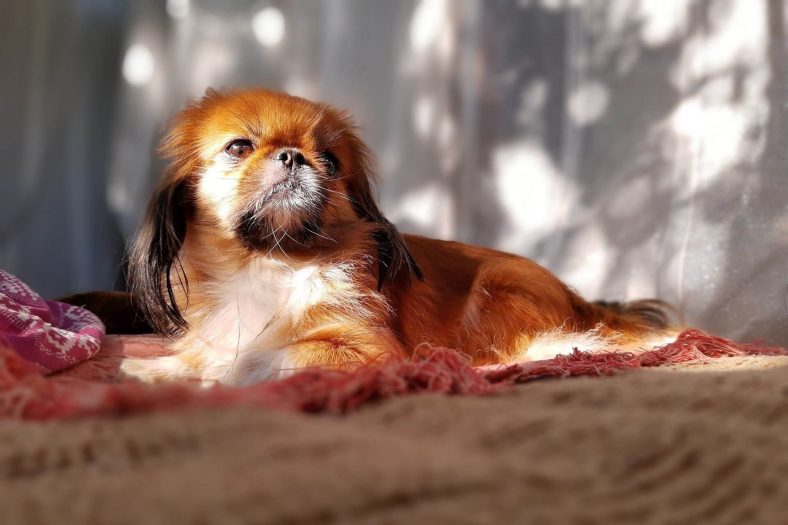 Pekinez köpek tipi