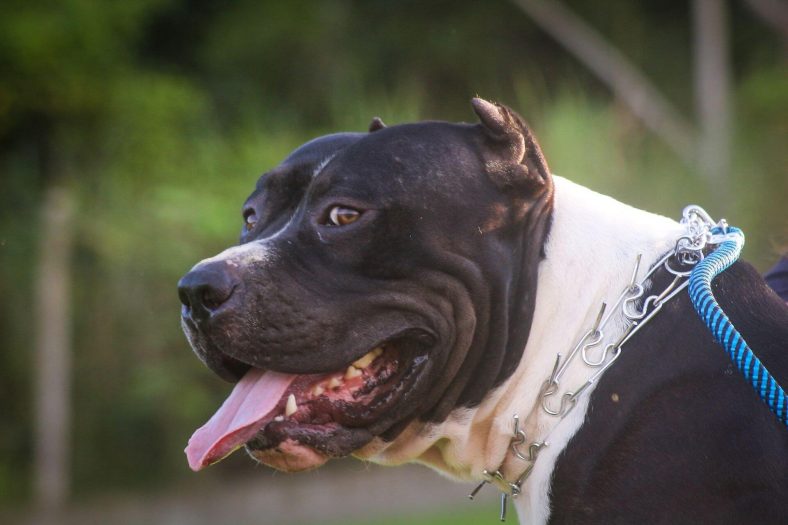 Pitbull tipi
