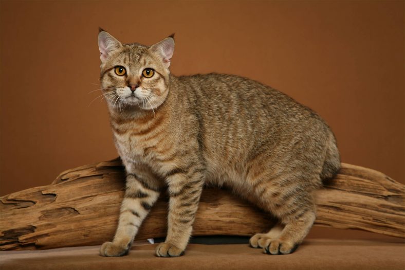 Pixie Bob Kedi Cinsi