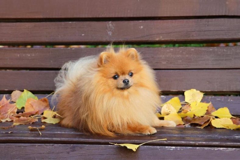 pomeranian boo cinsleri