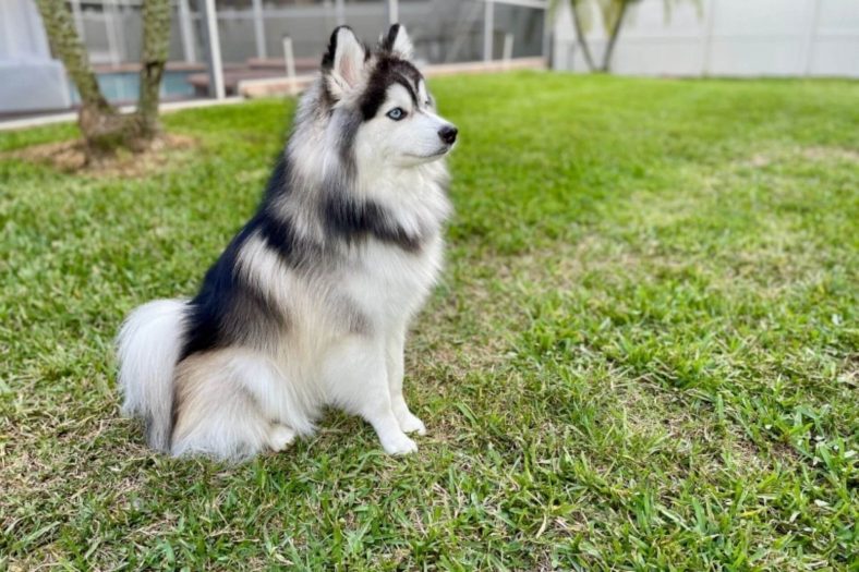 Pomsky Cinsi