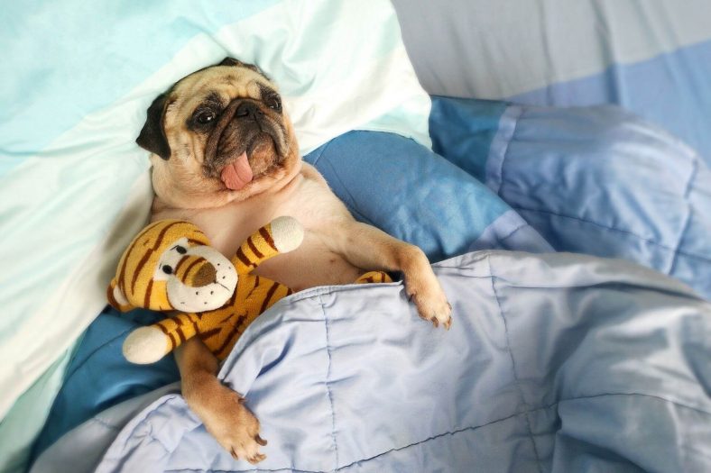 Pug köpek cinsi