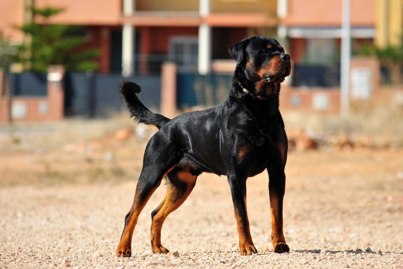 Rottweiler cinsi