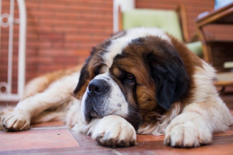 Saint Bernard köpek cinsi