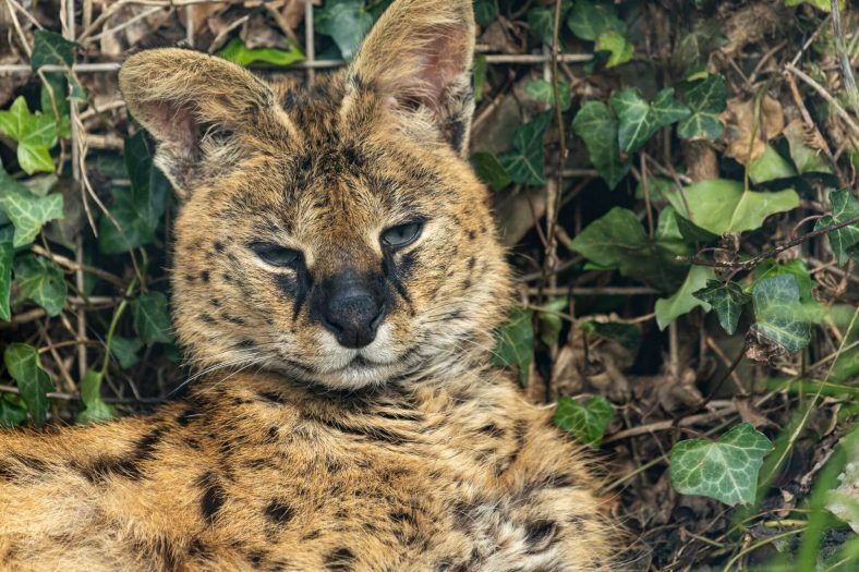 Serval davranış