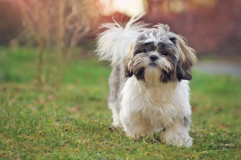 Shih tzu seks