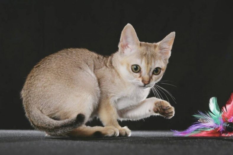 singapura kedisi dunyanin en kucuk kedi cinsi