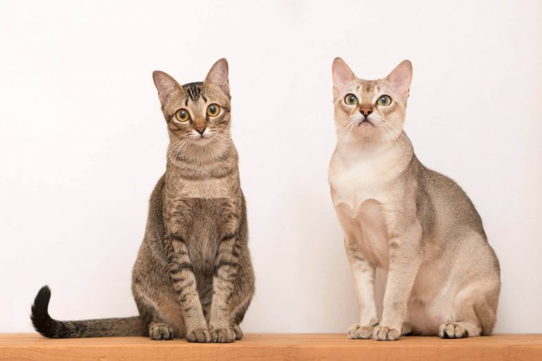 singapura kedisi en az buyuyen kedi cinsi