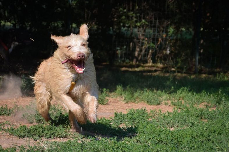 Spinone İtalyan
