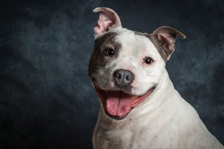 Staffordshire Bull Terrier