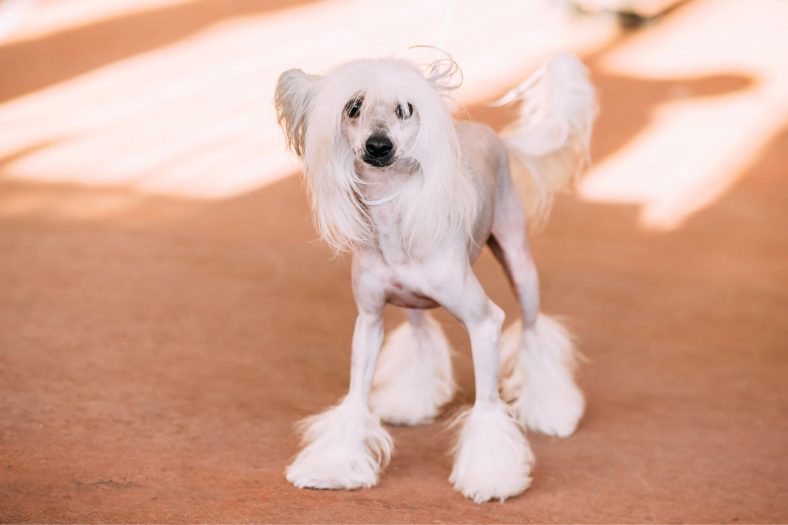 Tüysüz Çinli köpek ırkları