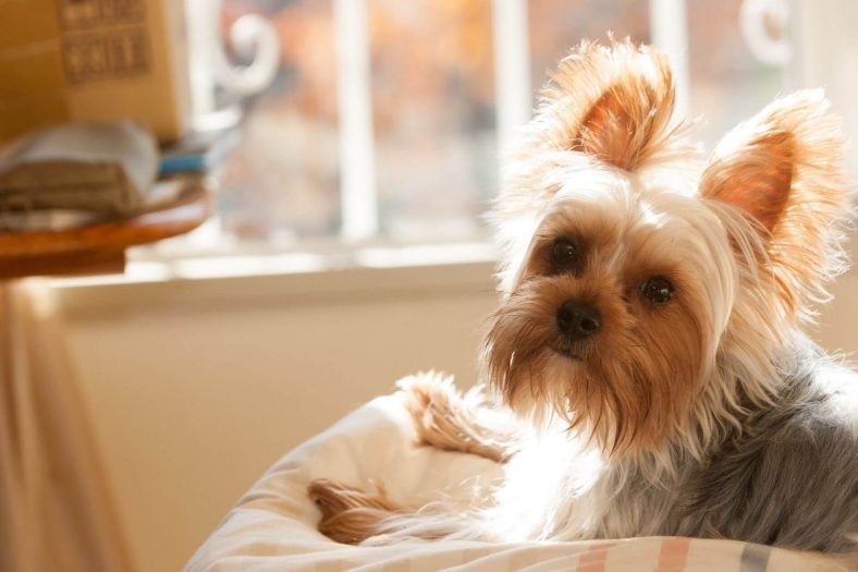Yorkshire Terrier cinsi