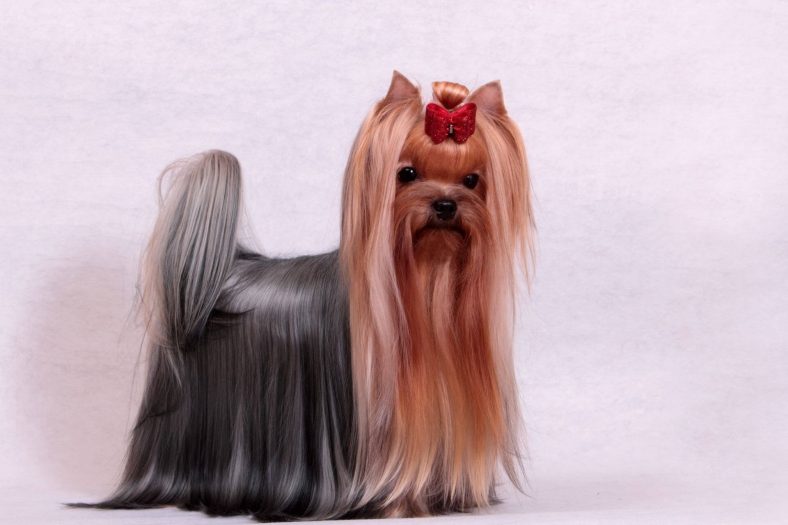 Yorkshire Terrier ırkları