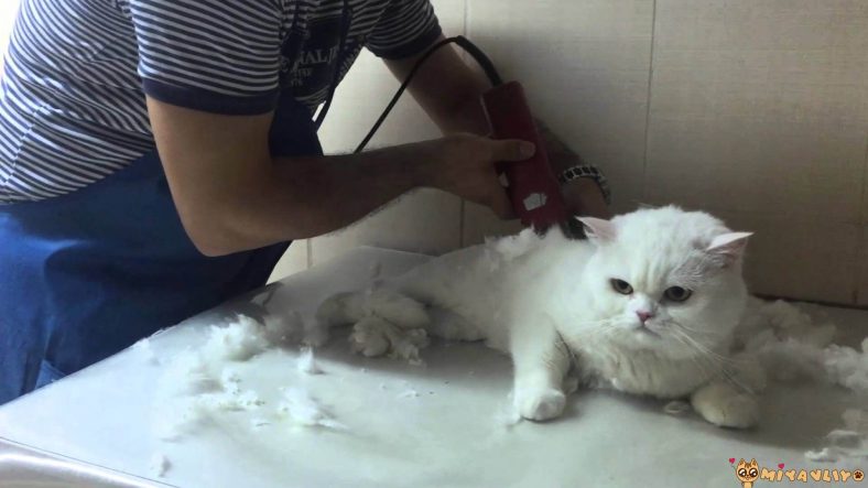 evde kedi trasi nasil yapilir