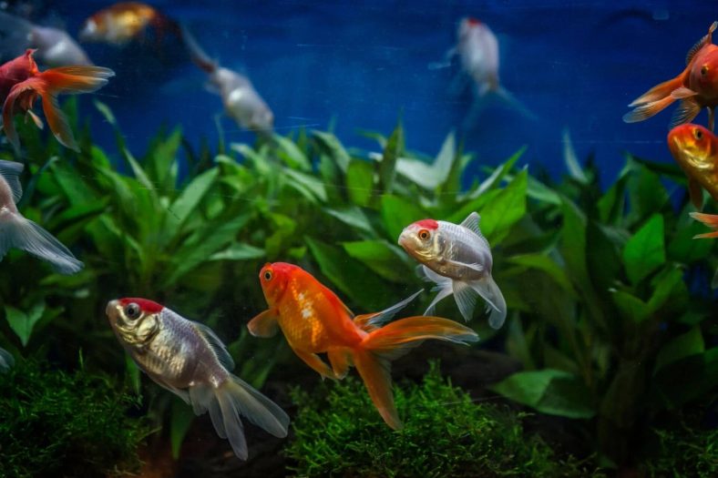 Joldfish ölüm belirtileri