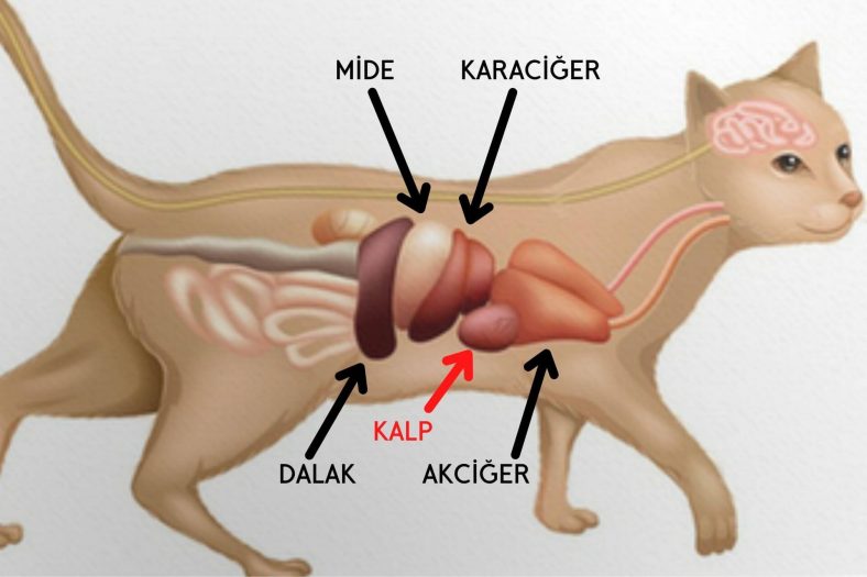 Kedi Kalbi