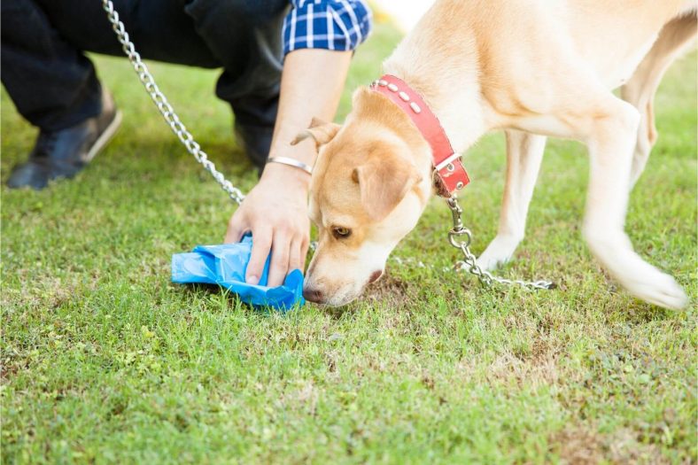 Köpek neden bok yiyor?
