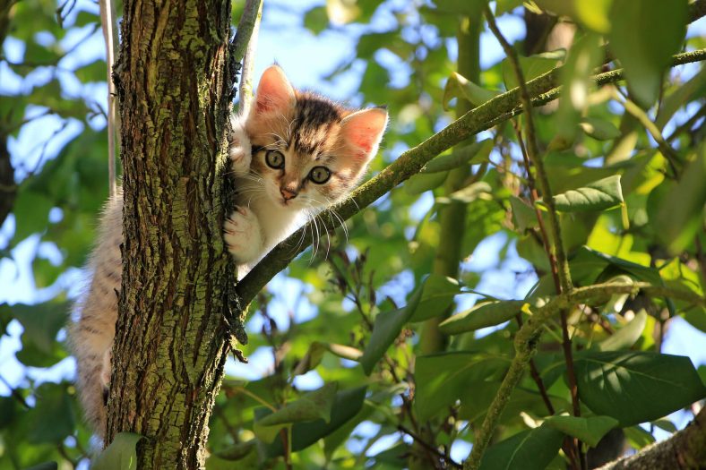 merakli yavru kedi