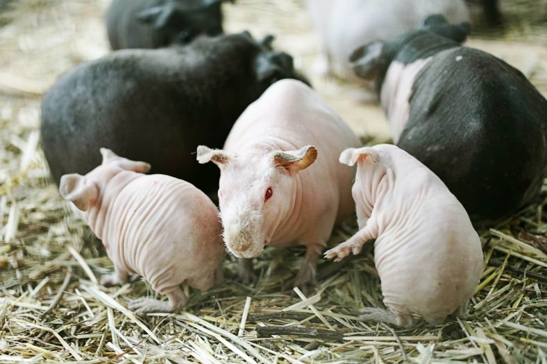 tuysuz ginepig