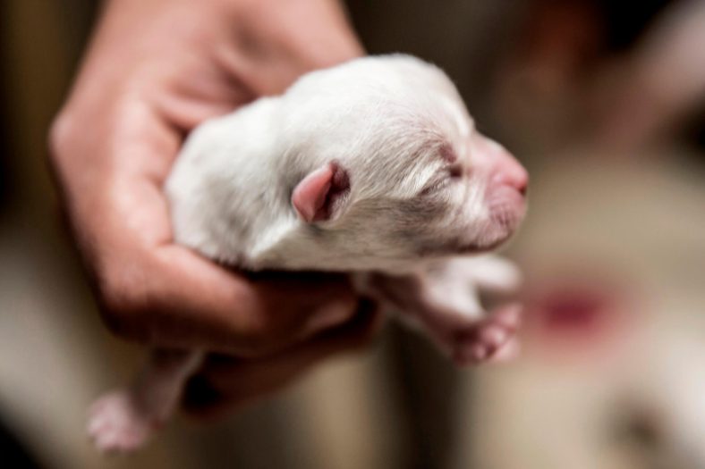 1 aylık köpek bakımı