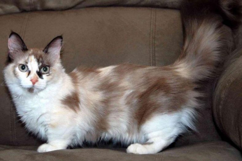 Napolyon kedi cinsi