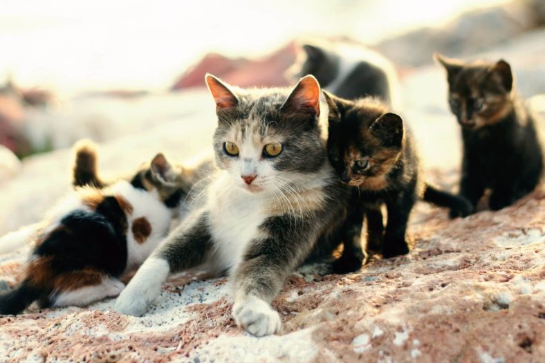 Yavru kedi taşıyan anne
