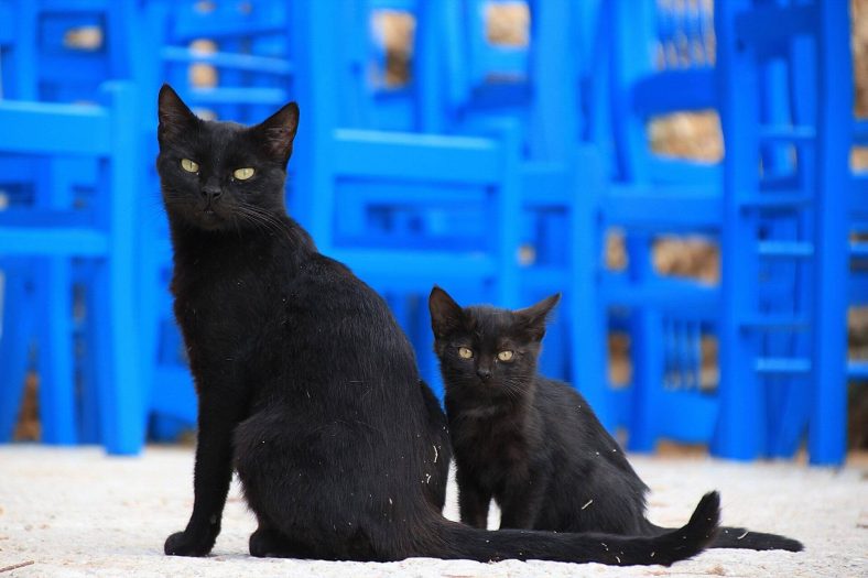 Anne neden yavru kedi taşıyor?